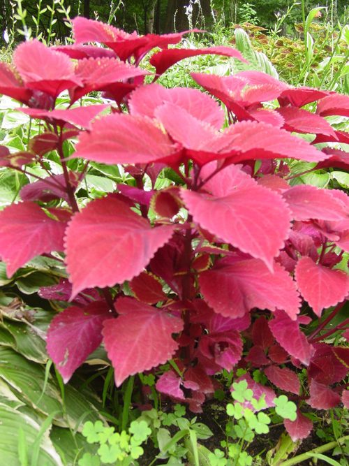 Coleus 